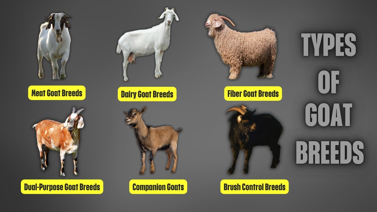 Types of Goat Breeds | A Guide to Meat, Dairy, Fiber, and Companion Goats