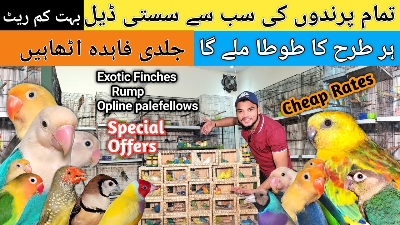 Aj Tak Ka Sab Sa Kam Rate | Special Deals On Lovebirds & Finches #birdsentertainment 