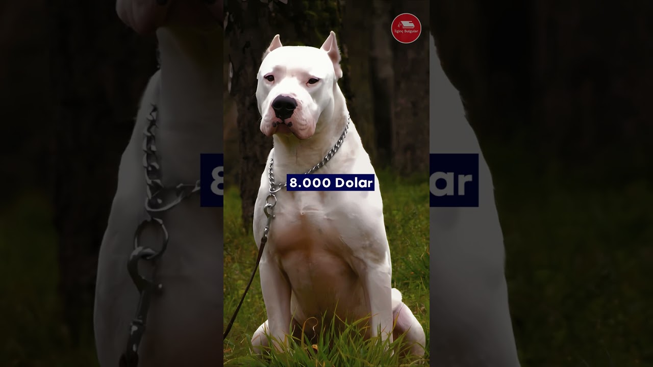 D&uuml;nyanın En Pahalı 10 K&ouml;pek Cinsi