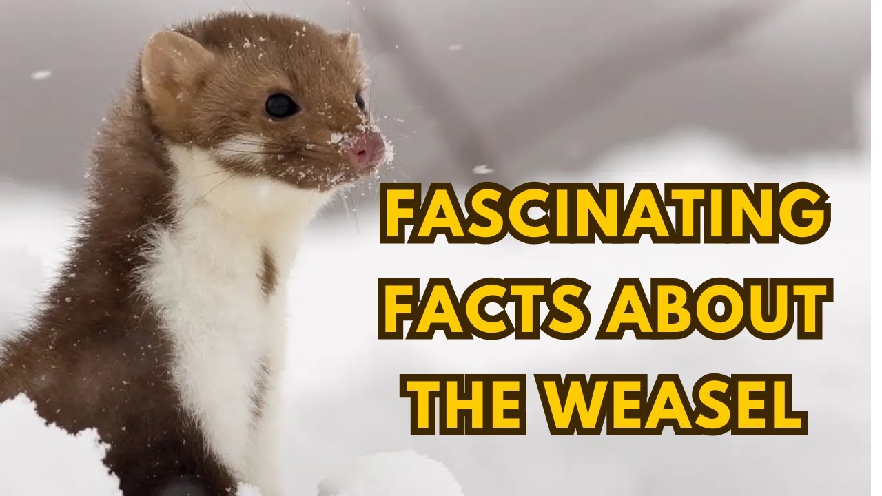 Fascinating Facts About the Weasel: Nature's Tiny Predator! 🐾✨