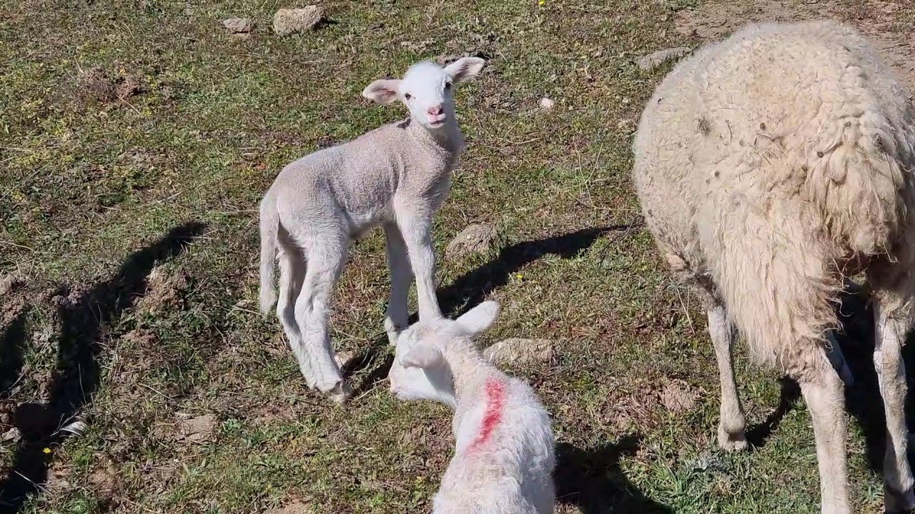 Ya volvemos al monte, como aguantan los pequeñines