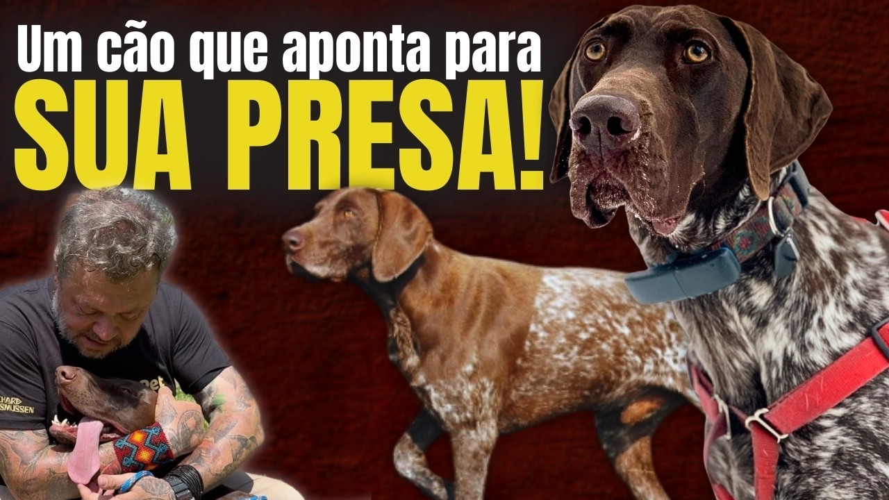 BRACO ALEMÃO: O CÃO COM O FARO MAIS PODEROSO DO MUNDO!