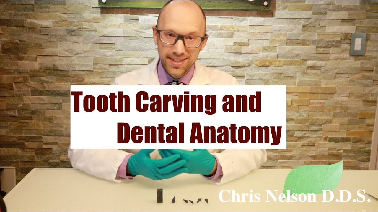 Tooth Carving and Dental Anatomy!
