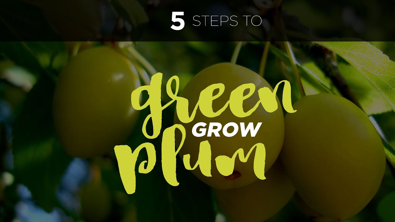 How to Grow Green Plum Tree 매실 from Seed