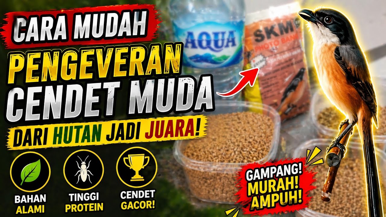 CARA MUDAH PENGEVOERAN Cendet/Pentet MUDA HUTAN Giras Tips dan Perawatan nya #PART 1