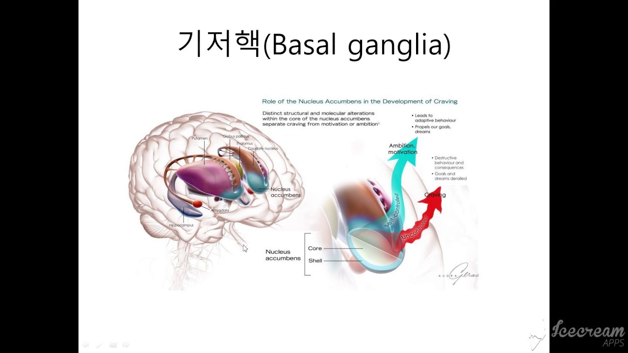 [단약] #18 기저핵, 측좌핵 (좋아요, 구독 눌러주세요) #조현병 문의 maimhaimyesan@gmail.com