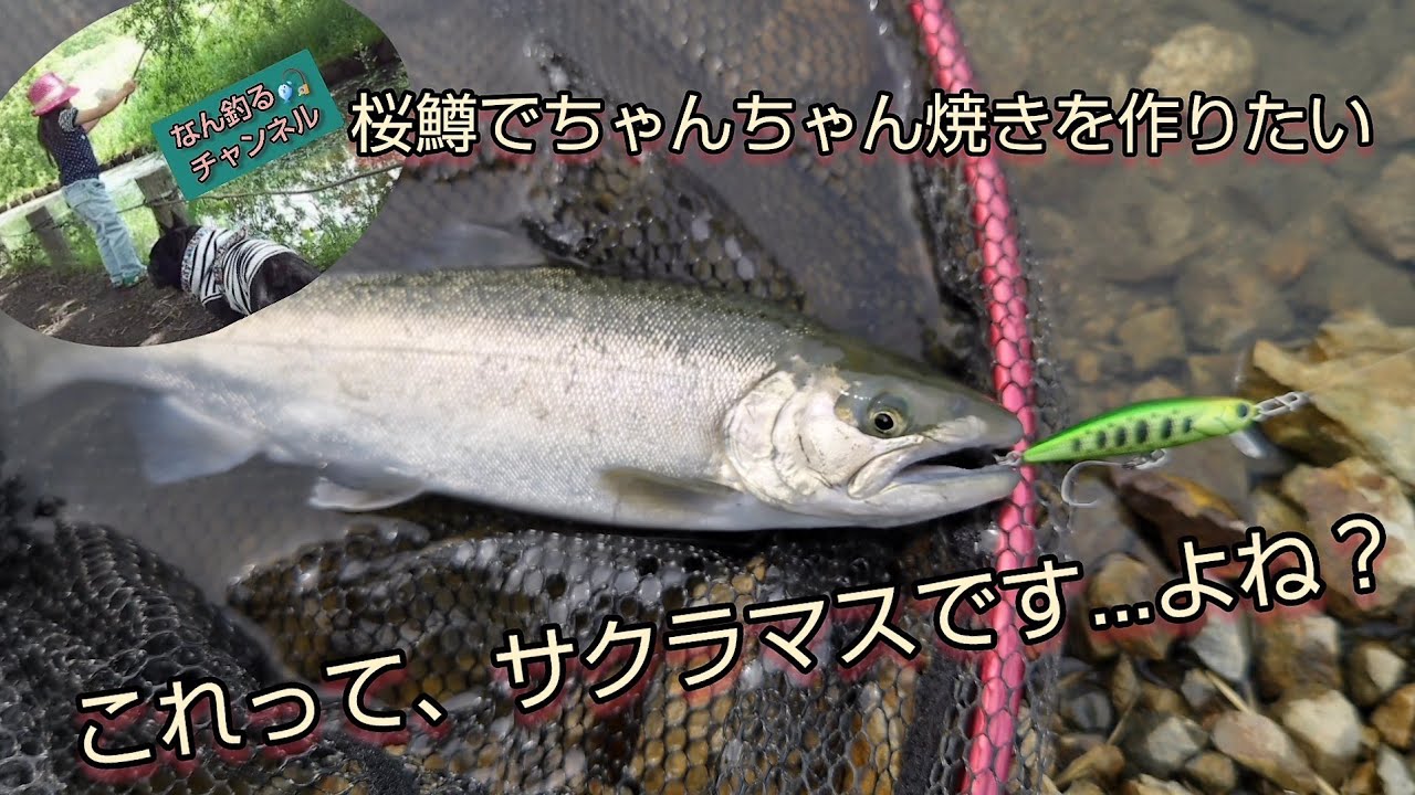 エリアトラウト これってサクラマスですよね？加賀フィッシングエリア
