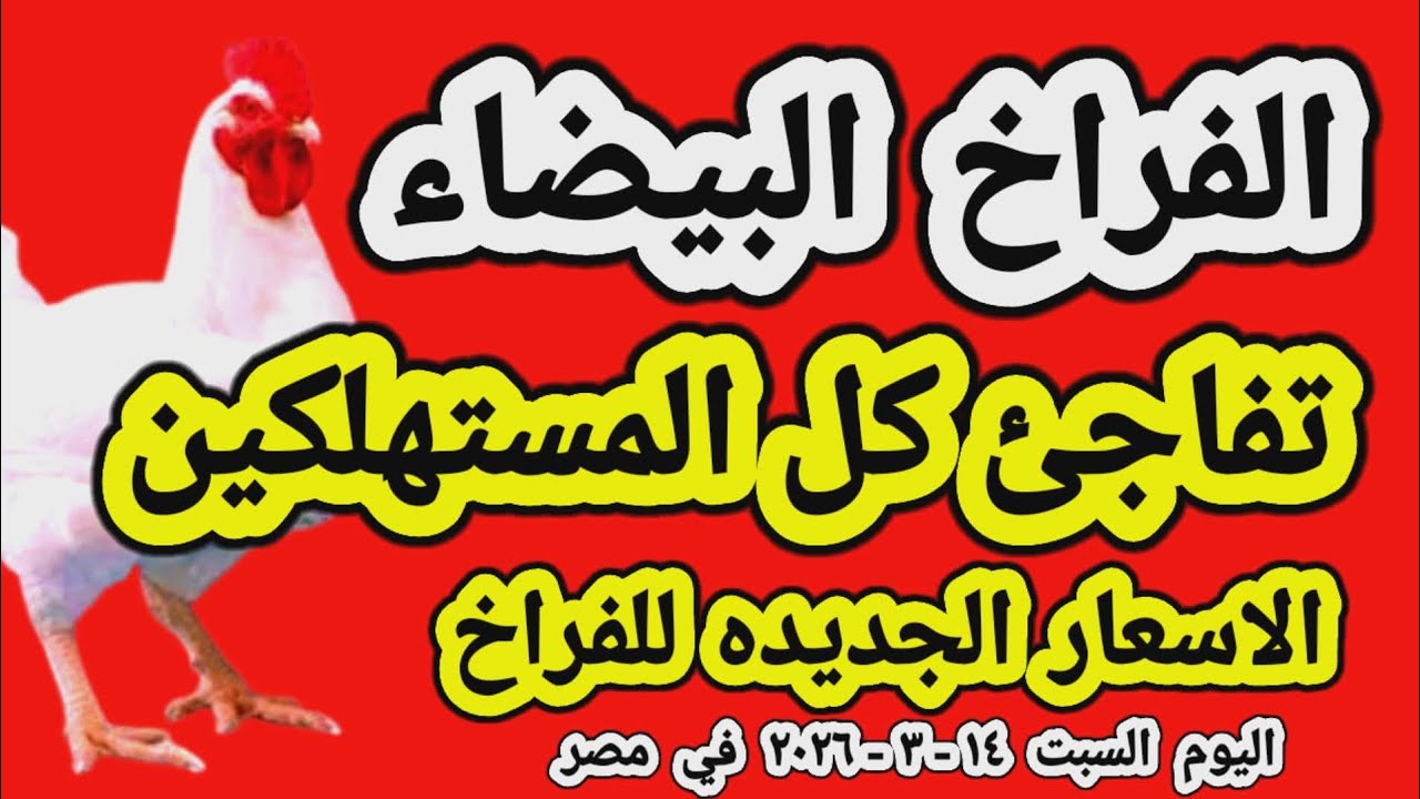 اسعار الفراخ البيضاء اليوم/ سعر الفراخ البيضاء اليوم السبت 2026/3/14 في مصر جمله وقطاعي