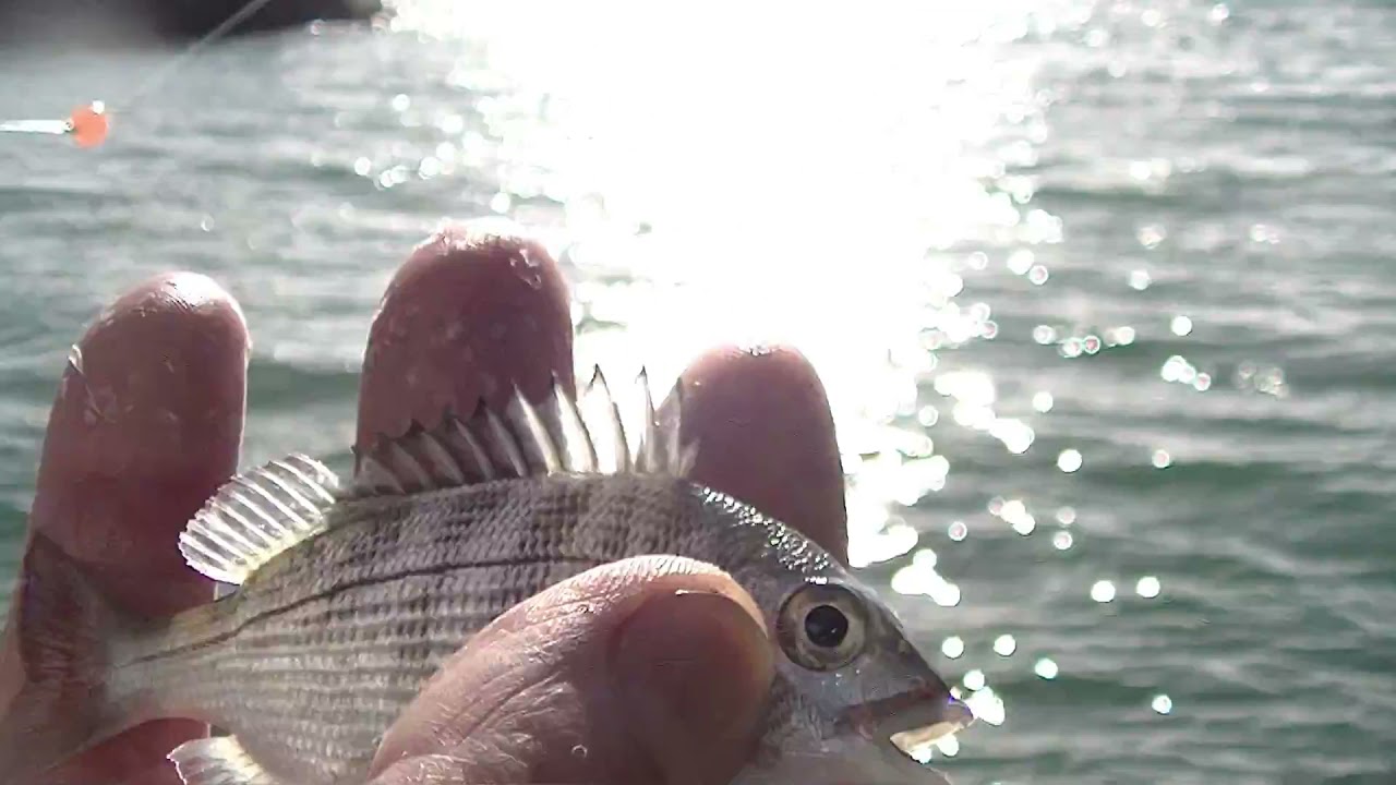 波止でサヨリ釣り　先週のリベンジ　波止へまたやって来ました。