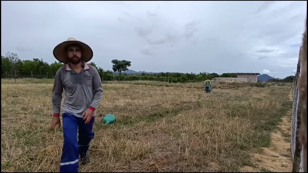 PLANTANDO MAIS UM PIQUETE DE KURUMI.