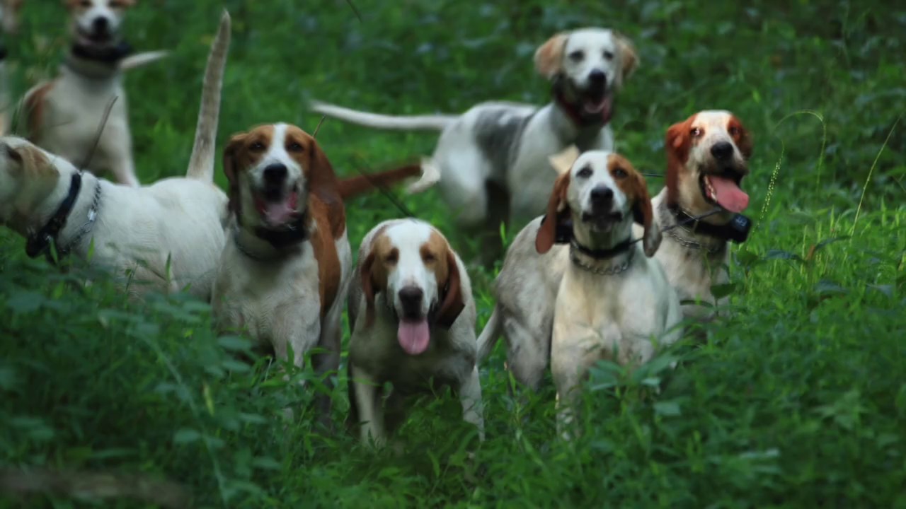 The Music of the Hounds