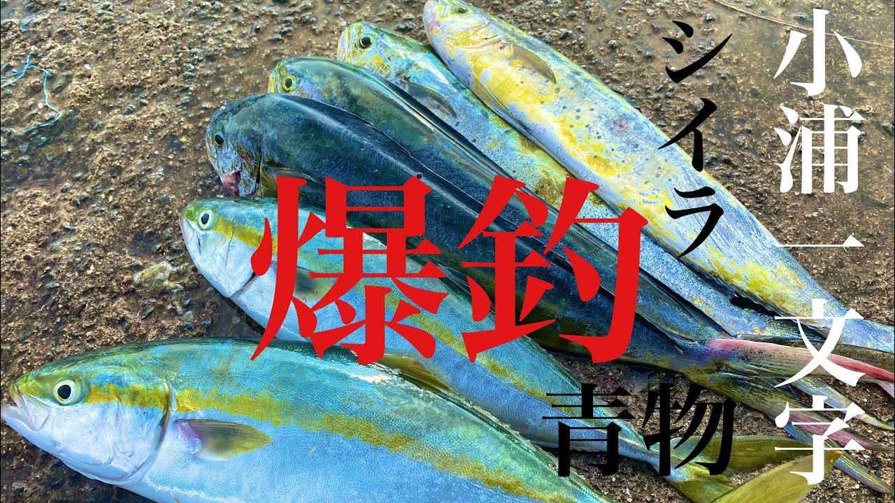 ショアジギングでシイラと青物が釣れる沖堤防。【小浦一文字】
