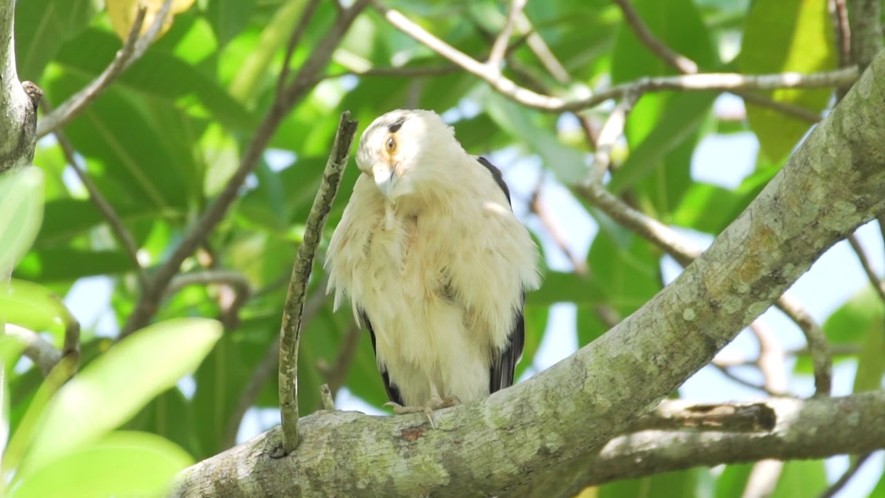 Inventario de aves comunes del Valle de Aburrá - Área Silvestre -Temporada 2017-Capítulo 1