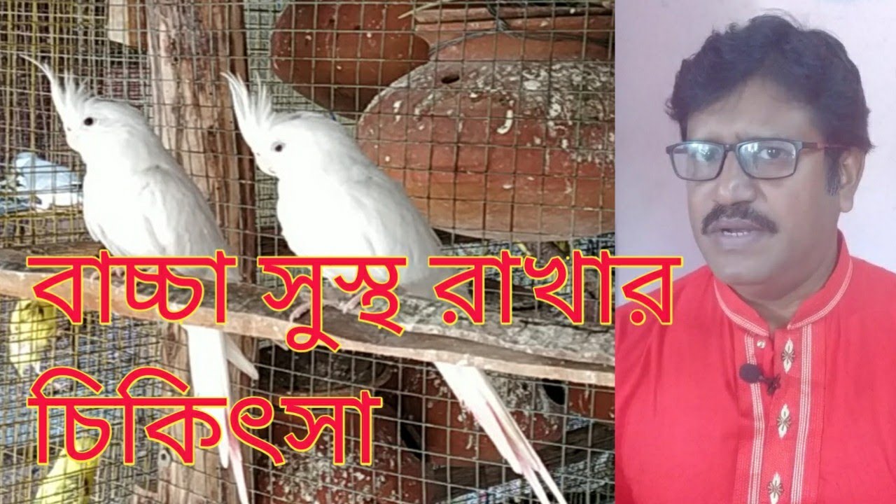 কি করলে ককাটিয়েলের বাচ্চা এক সপ্তাহের মধ্যে মরবেনা || How to treat cockatiel babies ||