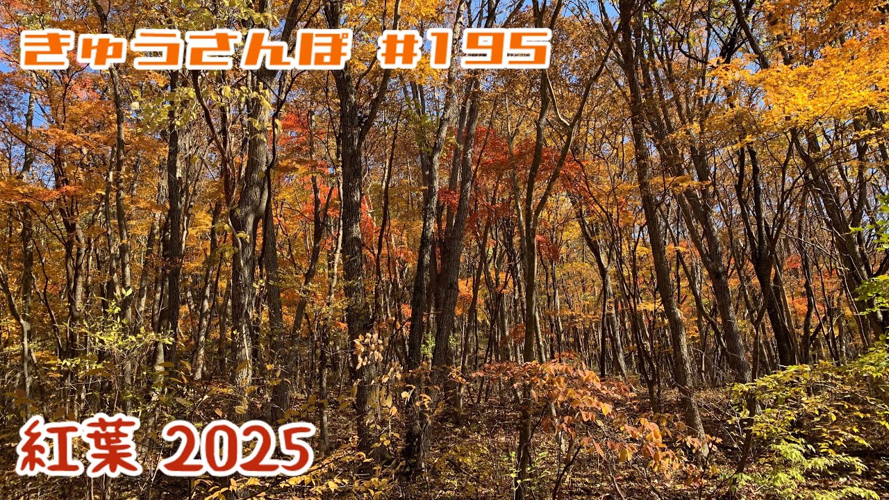 きゅうさんぽ　#195【🍂一応…今年の紅葉です🍁】【2025年11月上旬】