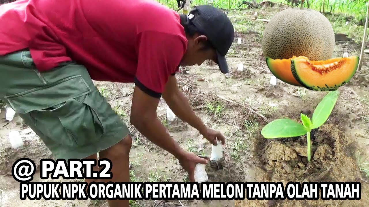 Pupuk Pertama NPK Organik + Fungisida Organik Melon Tanpa Olah Tanah & Tanam Langsung PART 2