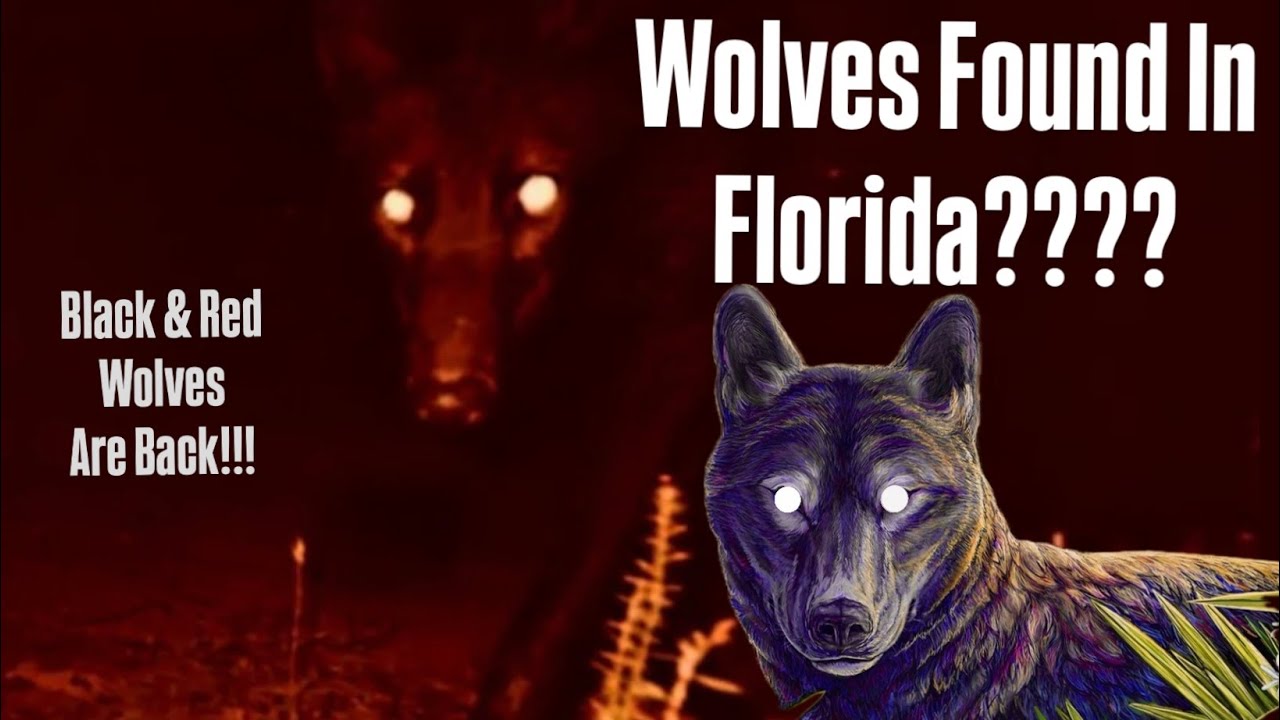 Florida&rsquo;s Secret Endangered Wolves: The Untold Story
