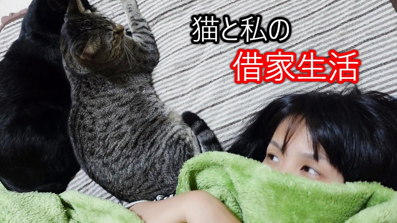 猫と私の借家生活/ケージに入れられることを察知する猫とすぐに捕獲される猫