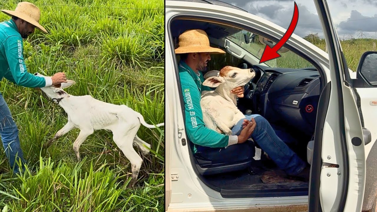 LEVAMOS A BEZERRA BRAVA DO VIZINHO DENTRO DO CARRO😰