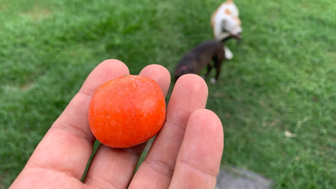Imbe great tasting Garcinia livingstonei fruit tree