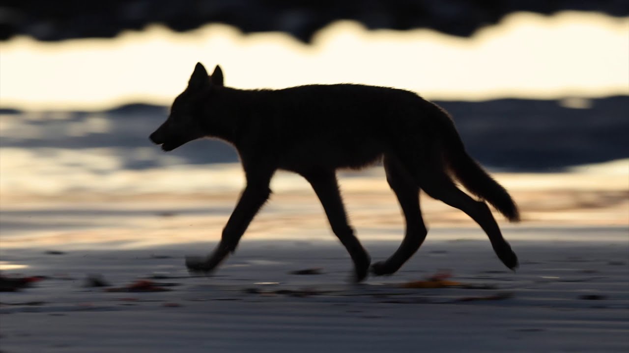 British Columbia Coastal Wolves #seawolves #seawolf #wildlifefilmmaking #wildlife #wildlifewonder