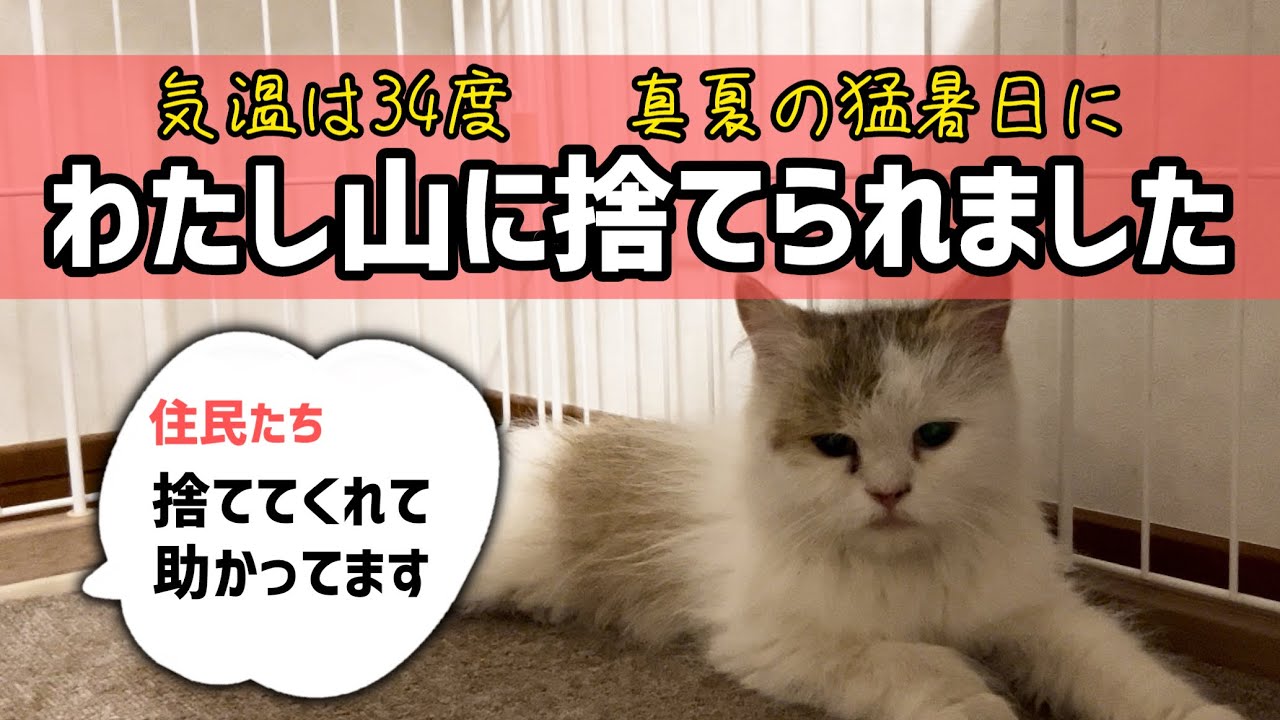 【レスキュー】山に捨てられ、生きるのを諦めた顔をしていた猫を保護したら…【猫も幸せに生きる権利がある】