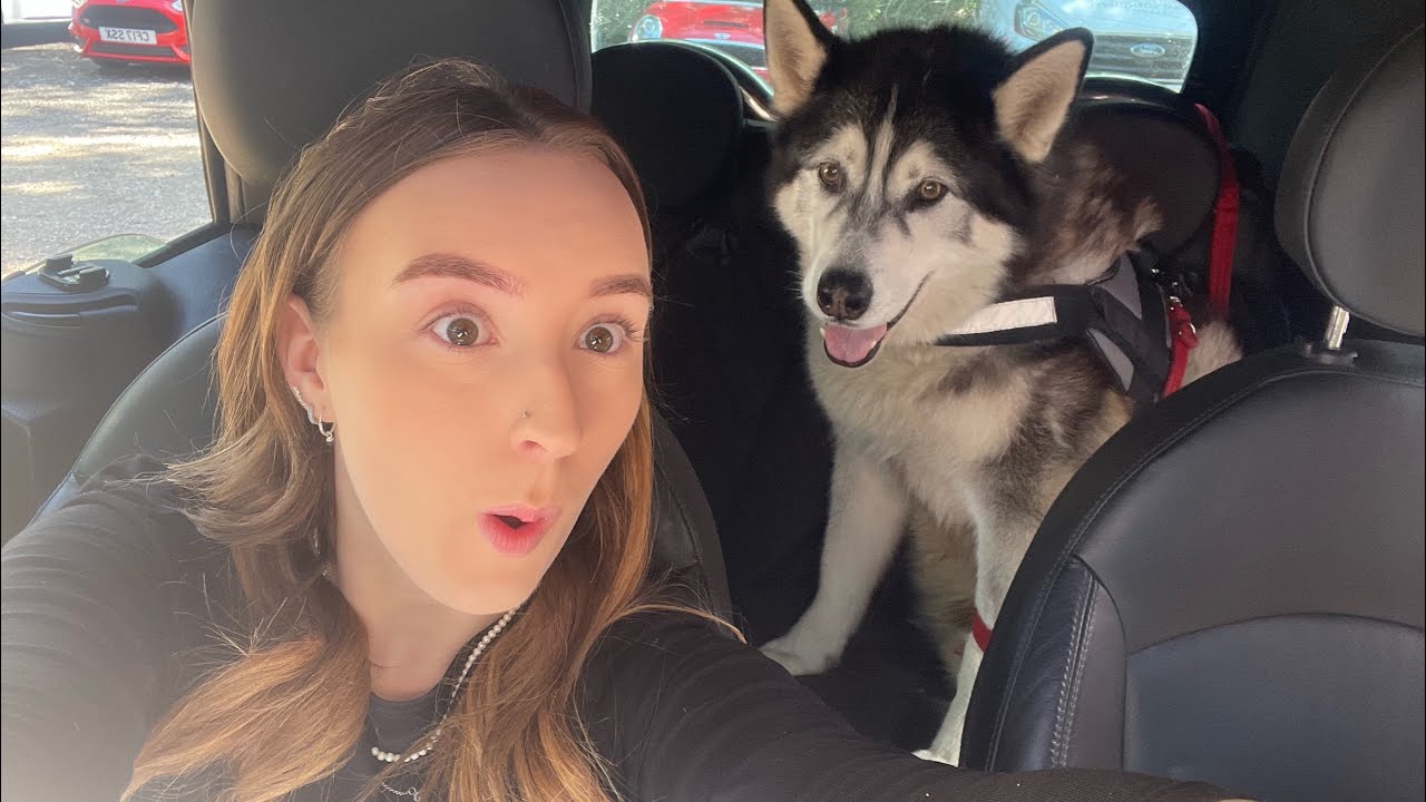 Massive husky sees his little sister