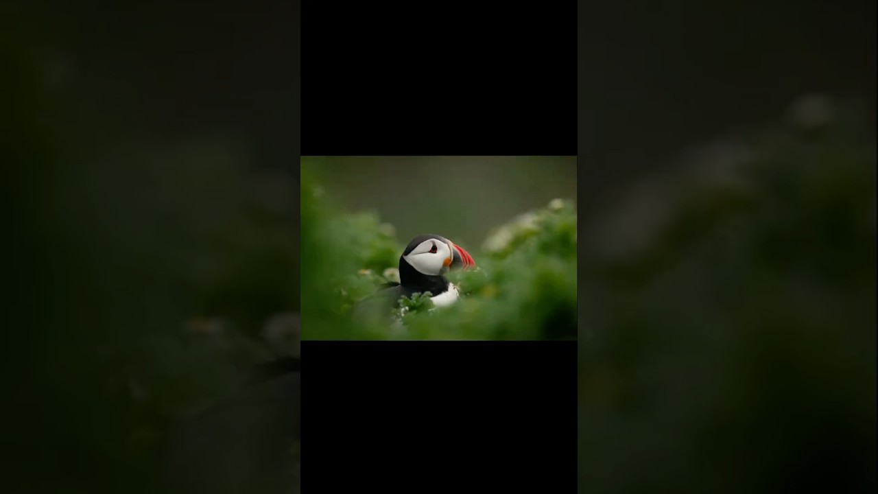 🐥photos of puffins🐥|