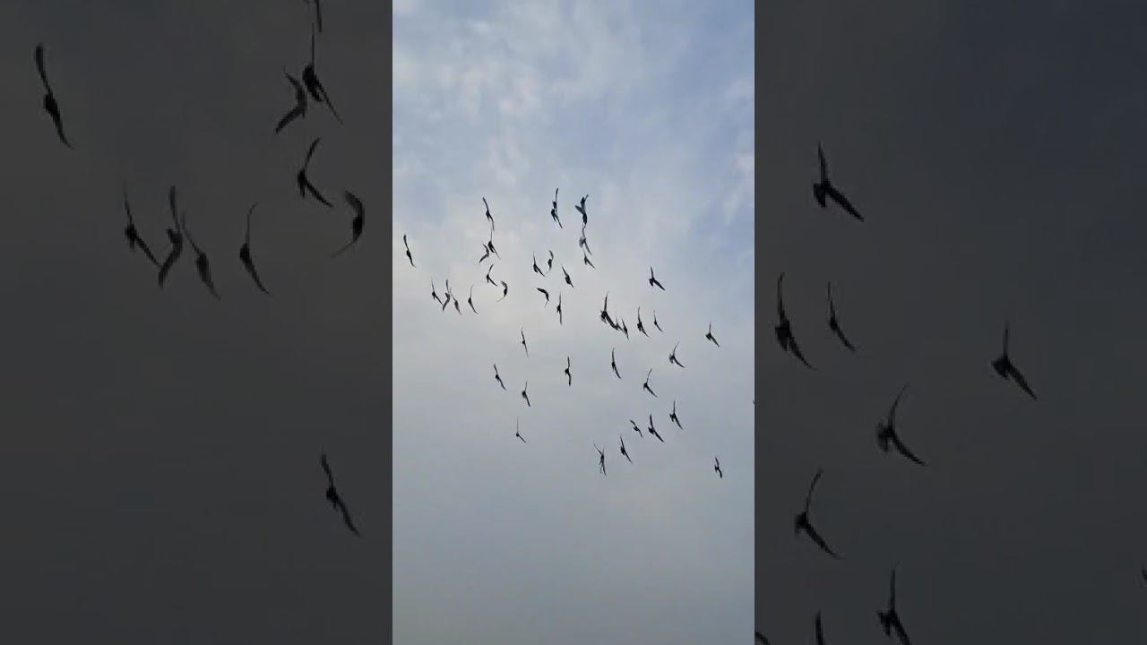 Lucknow 