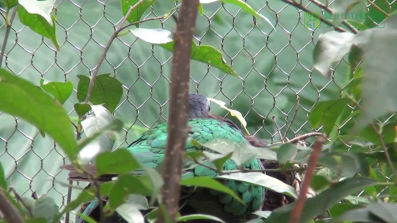 翠翼鳩育雛 Baby Emerald Dove