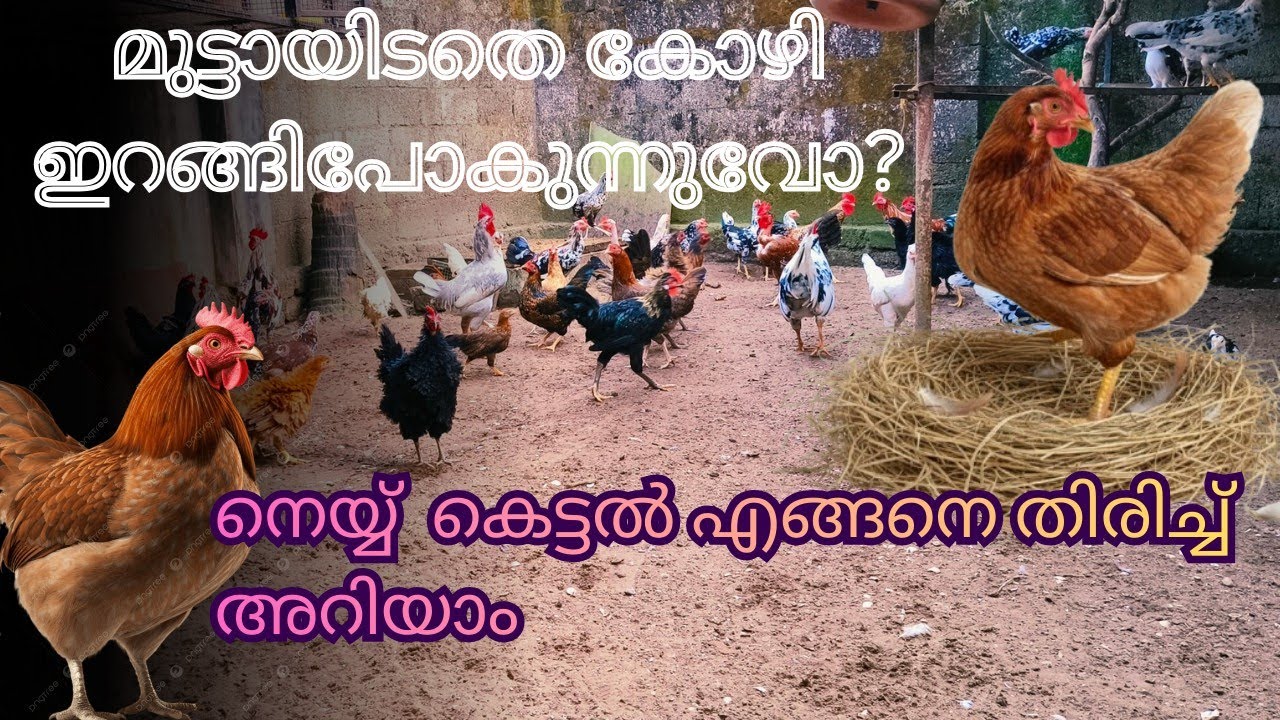കോഴി നെയ്യ് കെട്ട് ഉണ്ടോ എന്ന് എങ്ങനെ തിരിച്ച് അറിയാം.🐤 ലക്ഷണങ്ങളും പരിഹാരവും, 🐔nadankozhi valarthal