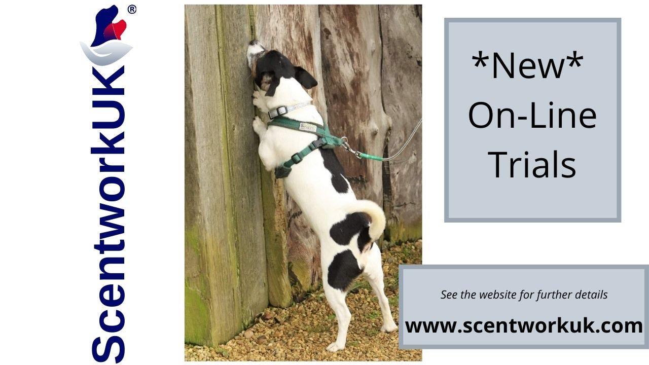 'Scentwork UK On-Line' Trials