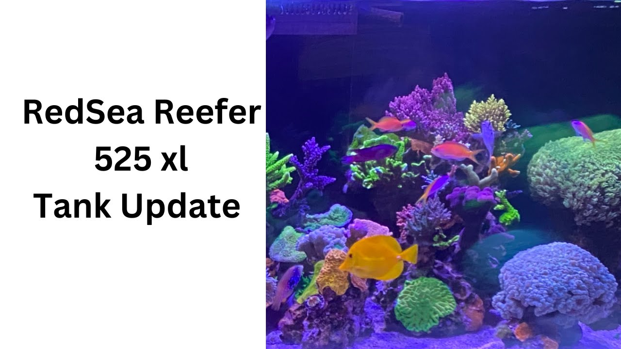 Red Sea Reefer 525xl Tank Update