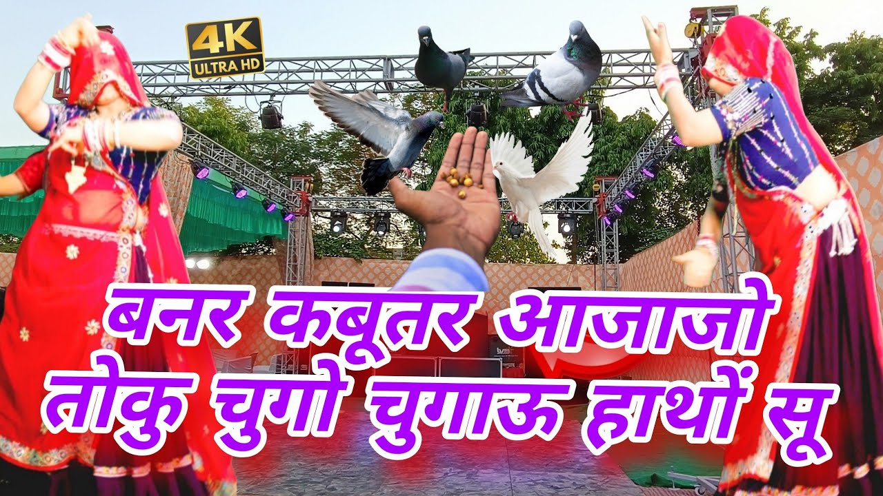 बनर कबूतर आजा 🕊️ | जो तोकु चुगो चुगाऊ हाथों सू 💖 | New Rajasthani Song 2026/ rakambai/ poojajareda