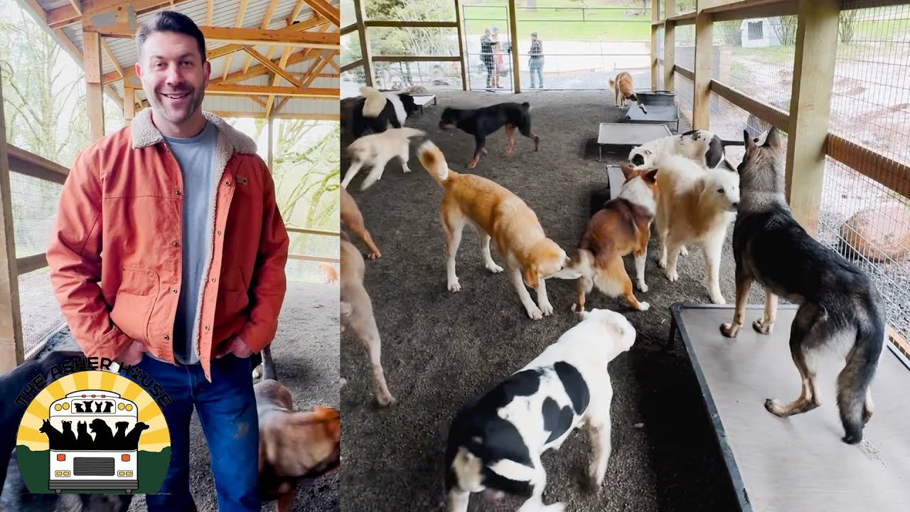 Introducing high energy dogs to the pack is never easy but staying calm is the key | Lee Asher