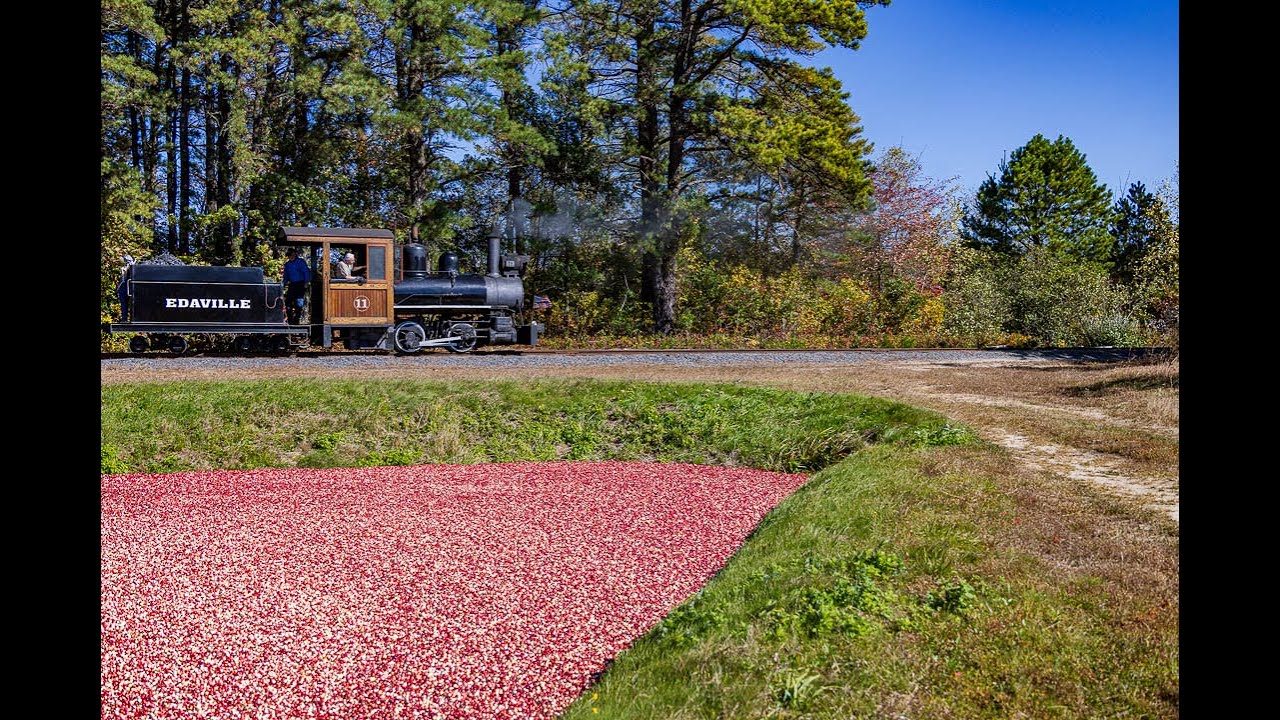 Cinders over the Cranberries: The return of Edaville's Cranberry Festival