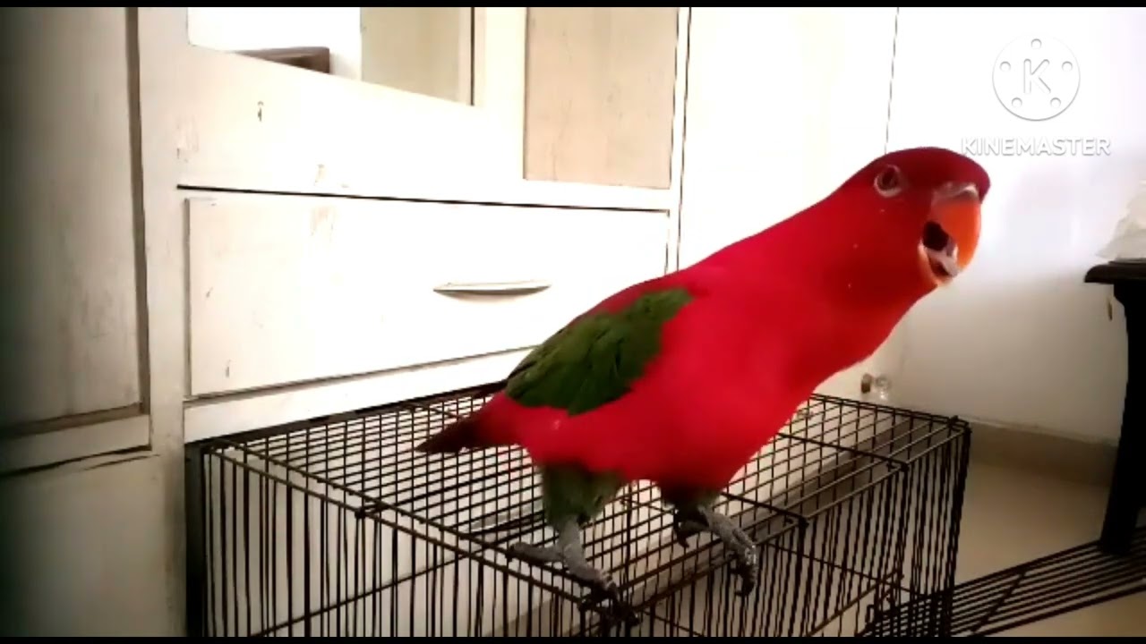 Tansen bhi asma se jab zamee pr dekhta hoga, hamare Velvi🦜 ko kisne banaya sochta hoga.🤔🙄