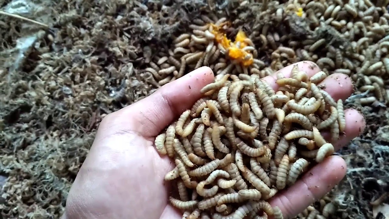 Biopond maggot BSF permanent.