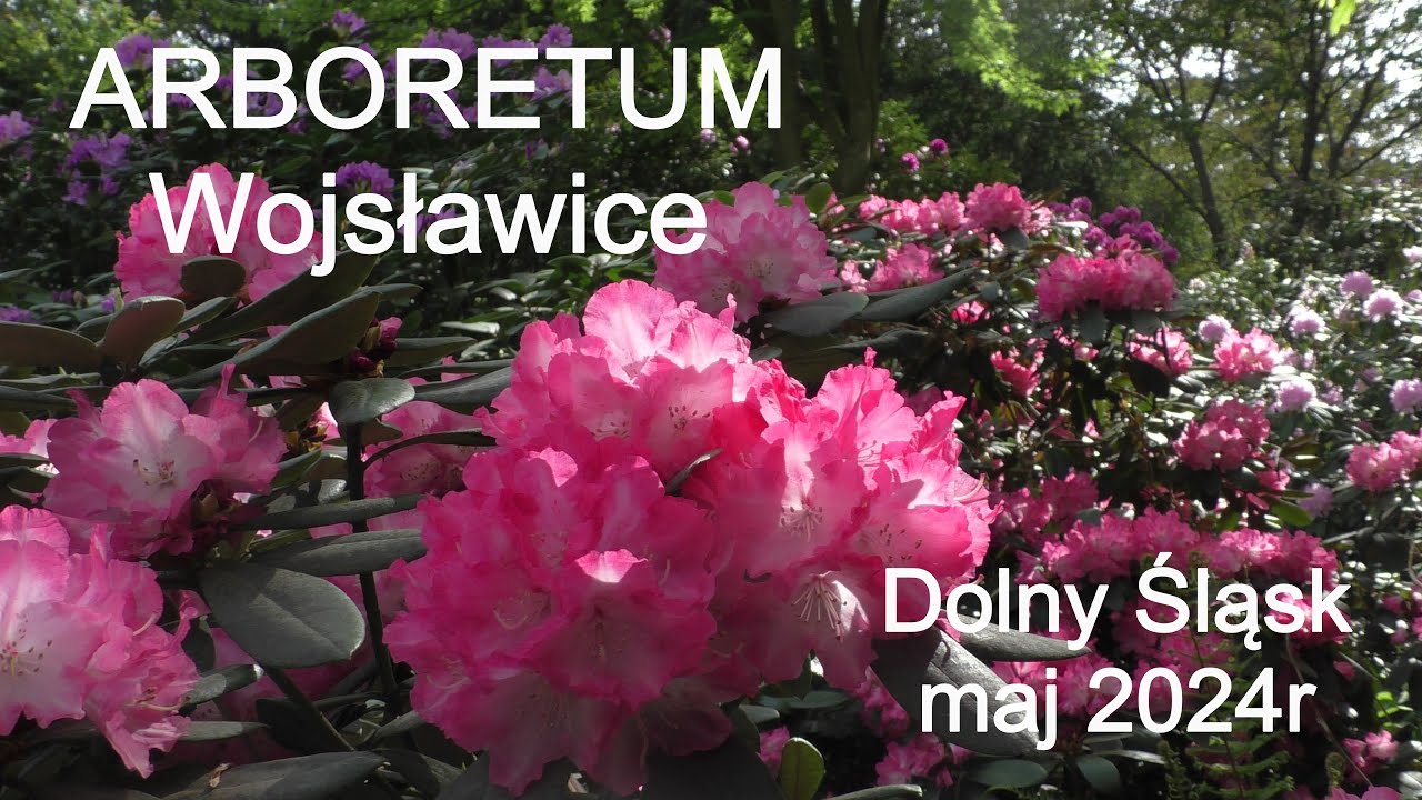 Czy Warto ?! #1 Arboretum  Wojsławice .  Zwiedzamy Cudowny Dolny Śląsk - majowa eskapada 2024