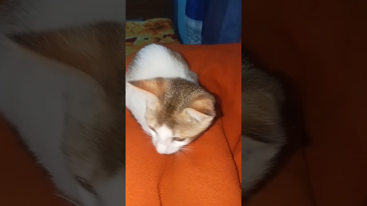 বল সারা দেশে কয়টা পৃথিবী আছে 