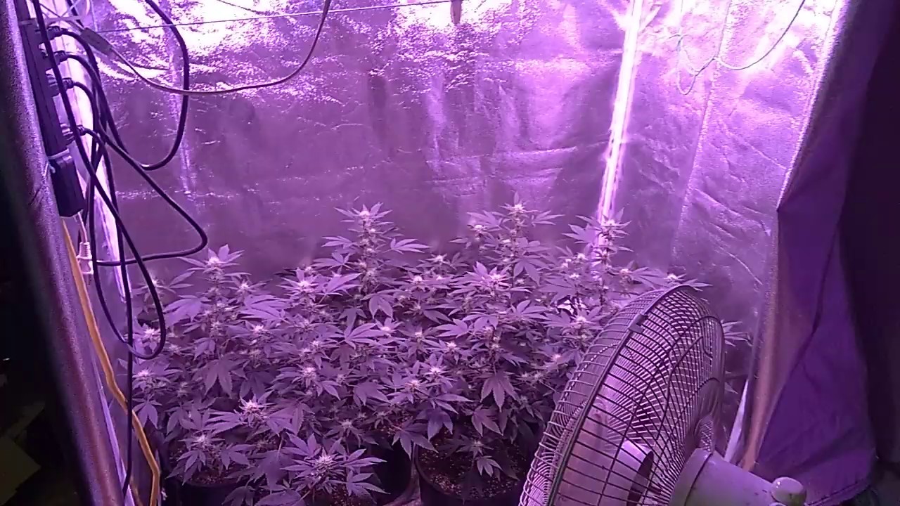 Star Dawg in flower.