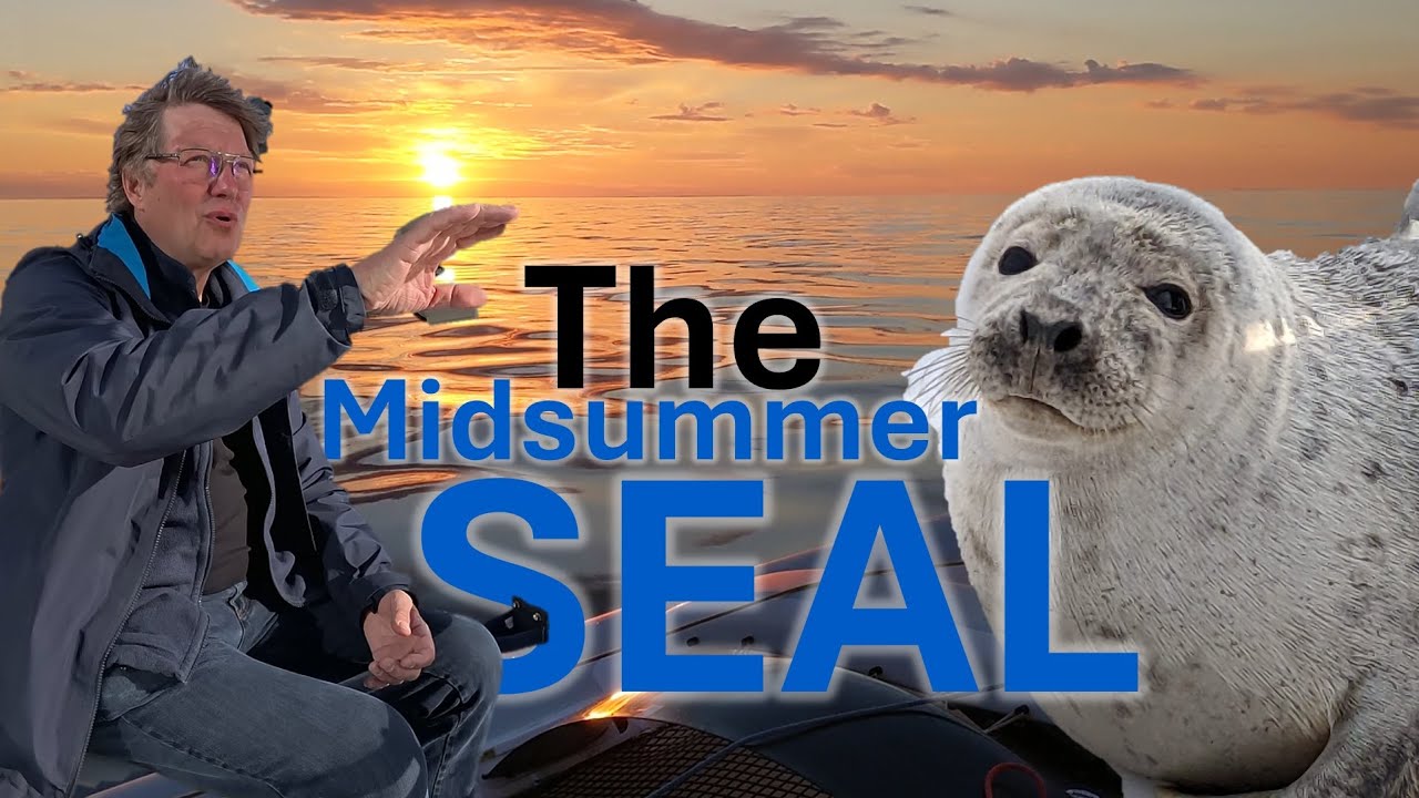 🦭 The Midsummer Seal &mdash; Mini Series | Extraordinary Sailing Stories ⛵