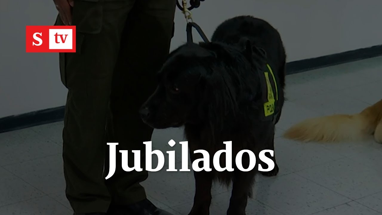 Jubilan a perros que eran el ‘terror’ de traficantes en el aeropuerto El Dorado | Semana Tv