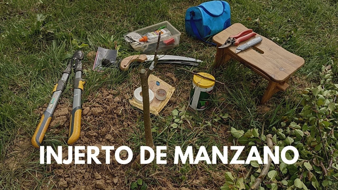 Injerto fácil en manzano cuando se está aprendiendo - Corona adaptada