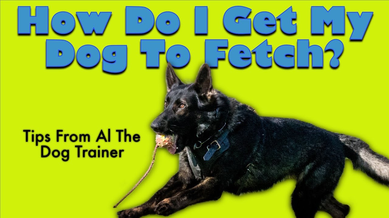 How To Teach Your Dog To Fetch - Tips From Al The Dog Trainer