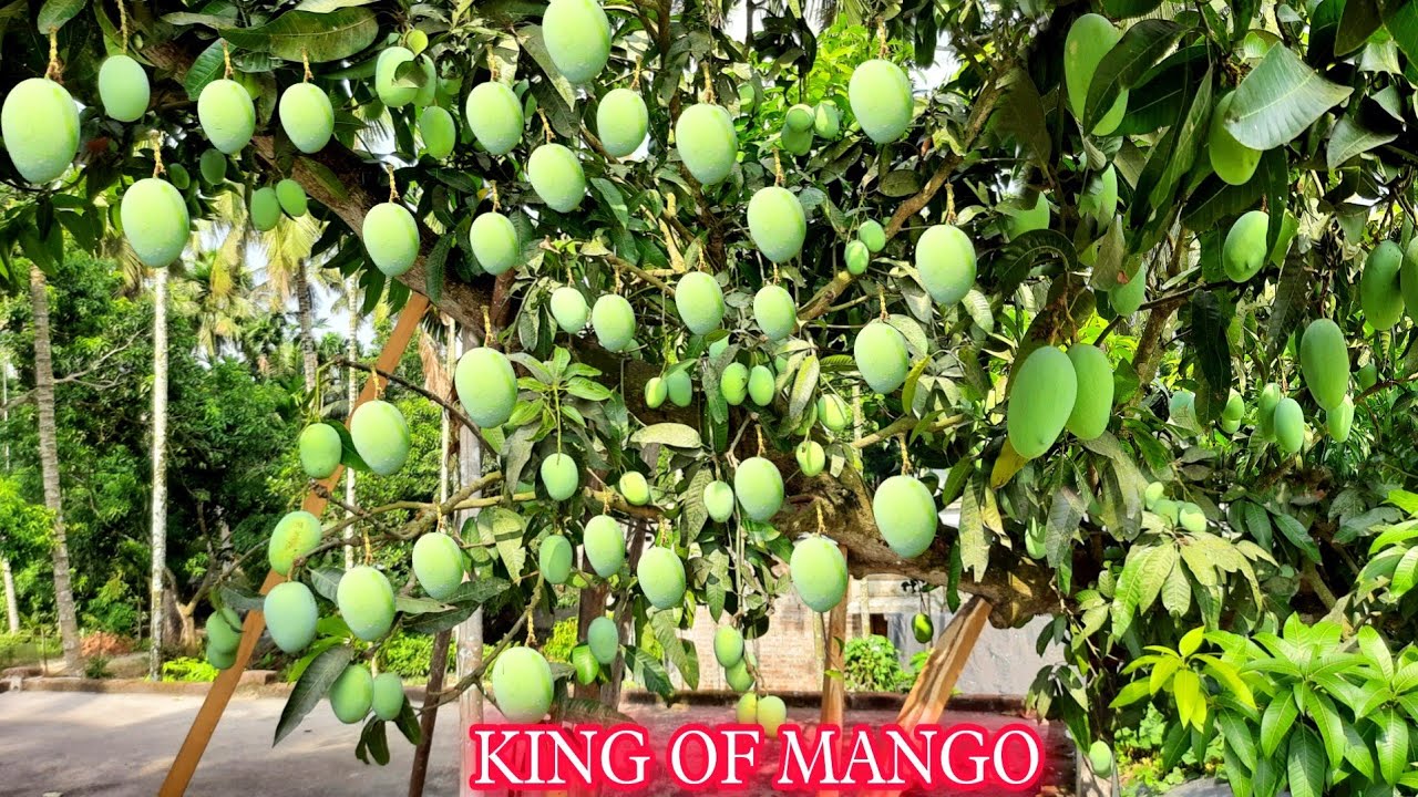 Langra Mango Farming/ Langra Mango Plant/ Mango Plant Grow From Seed/ Thai Mango