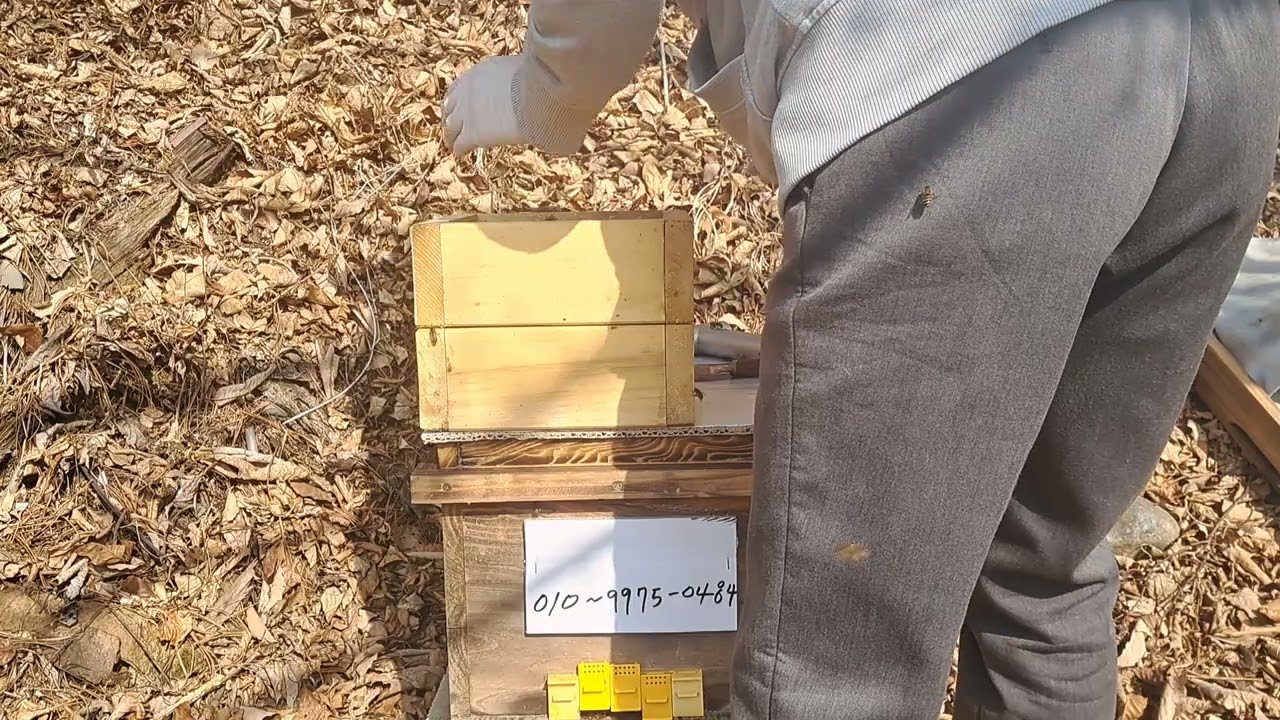 2월14일 제2봉장(봉평 ) 토종됫박벌 계량통으로 통갈이하기