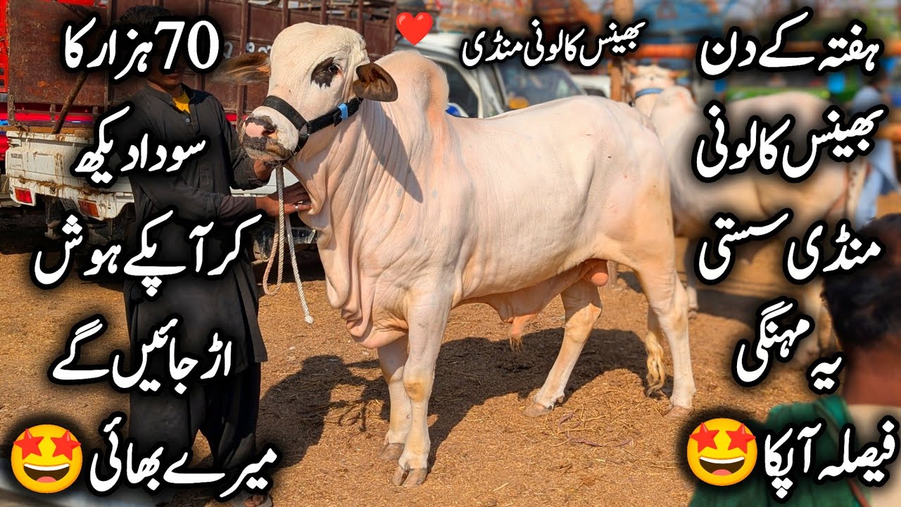 Bhains Colony Mandi Karachi Cattle Latest Position Saturday 11 April 2026 || Bakra Eid Season 2026