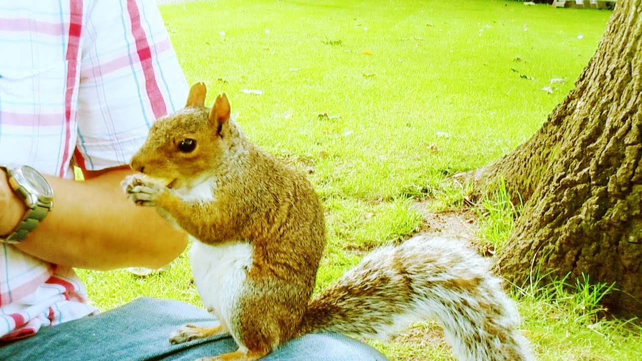 Whisper  ~ 180 ~ Me & The Squirrels (Binaural)