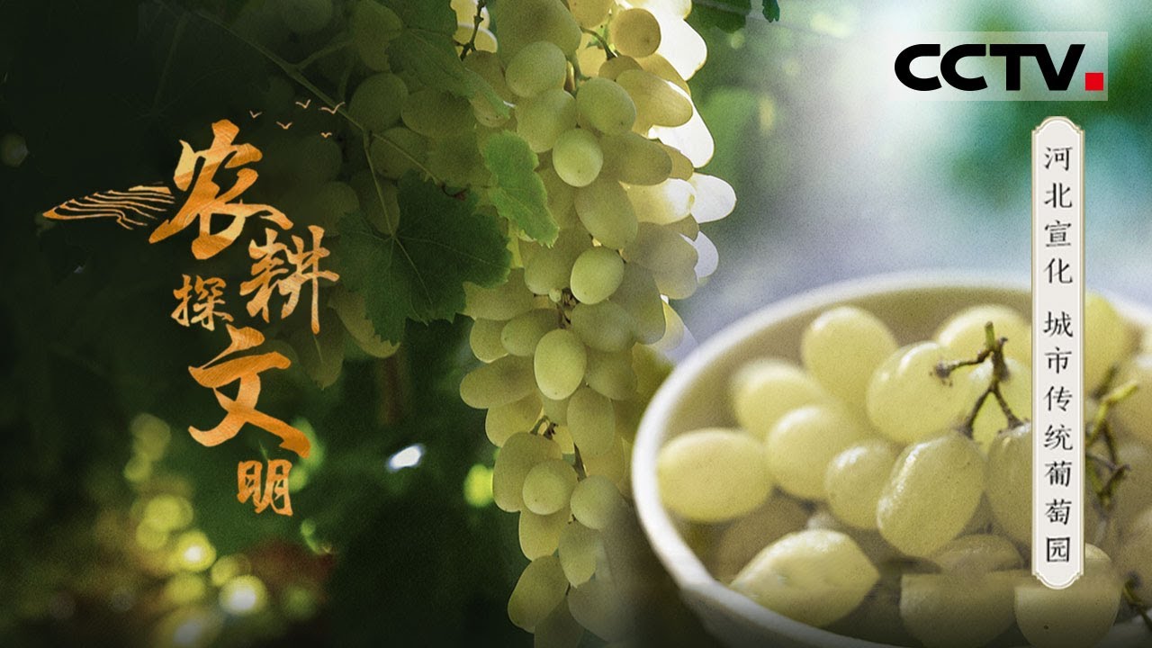 《农耕探文明》21 河北宣化：如何在城市栽培葡萄？独一无二的漏斗形葡萄架给你答案&mdash;&mdash;城市传统葡萄园【CCTV纪录】